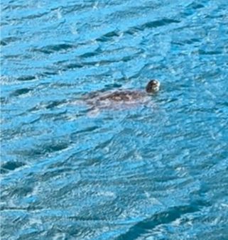 A somewhat blurry image of a sea turtle in the wild taken while walking around Barbados.